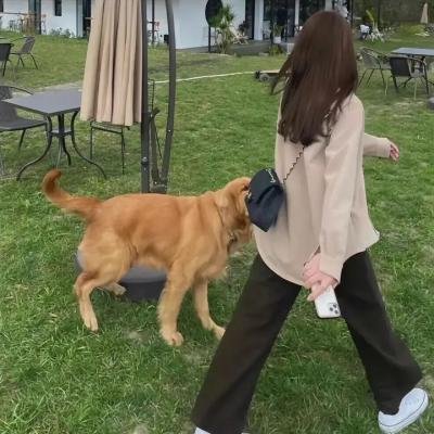 鸿孕假期
